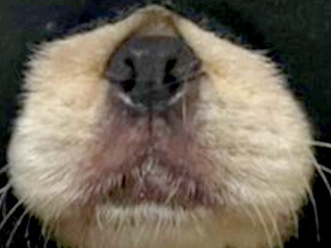 生後6ヶ月の子犬が『やけに静かだな』と思って見てみたら…予想を上回る『まさかの状況』に1万いいね「ハロウィン意識w」「容疑者確保で草」