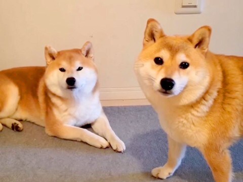 お風呂嫌いな犬に『お風呂入る?』と言った結果…まさかの『人間のような行動』が141万再生「風呂キャンセル界隈犬」「可愛すぎww」と大絶賛