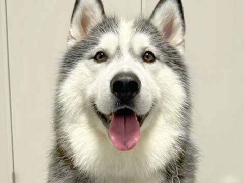 『彼氏と自分のどちらが好きか』大型犬を同時に呼んで検証したら…『まさかの結果』と意外な展開が6万再生「めっちゃ賢いw」「チラ見してて草」