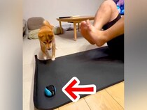 ボールで遊ぶ犬→筋トレしているパパの近くに転がってしまい…まさかの展開で『困り果てる光景』が200万再生「毎回いいところにｗ」「可愛い」