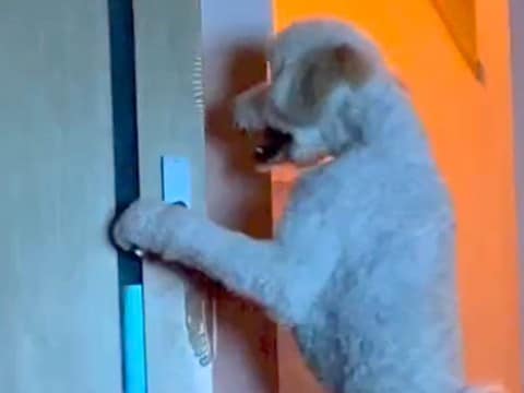 大型犬に追いかけ回されるので『別の部屋に逃げた』結果→ドアの前で…まさかすぎる行動が10万再生「中におっさん入ってる？」「開け方ｗｗ」