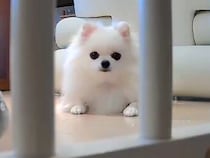 部屋に設置した『見守りカメラ』を見つめる犬→『遠隔で動かしてみた』結果…思った以上のリアクションが225万表示「ずっと見てて可愛すぎｗ」