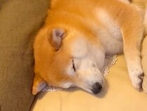 お姉ちゃんの帰省で大喜びする犬たち→帰ろうとしたら…思わず涙が出る『切なすぎるお別れ』が15万再生「後ろ姿が寂しげ…」「泣ける」と反響