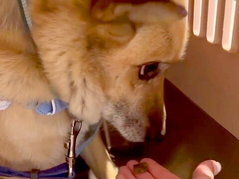 人の温もりを知らず、外で飼われていた犬→『絶対幸せにする』とお迎えして…思わず涙する『別犬級の表情』が100万再生「愛情って凄い」と感動
