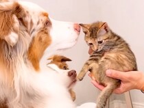 母が子猫を連れて遊びに→初対面なのに、犬たちの『母性』が爆発して…泣けるほど尊い光景が41万再生「愛がダダ漏れ」「猫さん濡れてて笑うｗ」