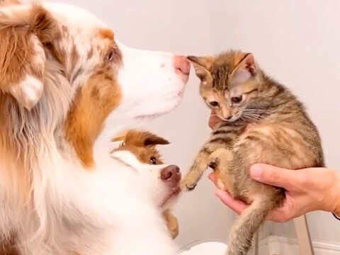 母が子猫を連れて遊びに→初対面なのに、犬たちの『母性』が爆発して…泣けるほど尊い光景が41万再生「愛がダダ漏れ」「猫さん濡れてて笑うw」