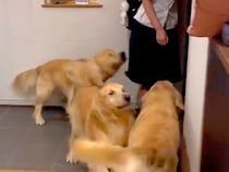 女の子が学校から帰宅→玄関を開けた瞬間、３匹の大型犬が…幸せが渋滞している『最高のおかえりなさい』が49万再生「相思相愛」「なんて素敵」