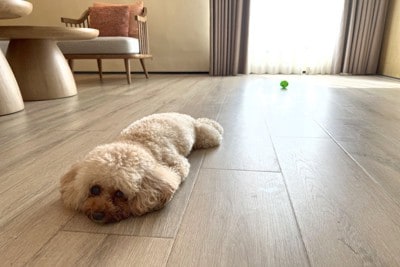 フローリングの上で寝るトイプードル