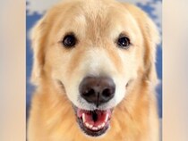 『おやつが食べれる』と期待に満ちた顔の大型犬→思ったよりも量が少なくて…わかりやすすぎる表情に2万いいね「可愛いｗ」「嘘がなくて好き」