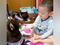 男の子が生まれてから『ずっとそばにいてくれた犬』が亡くなり…涙が止まらない『尊い記録』が14万再生「犬は大切なことを教えてくれる」と反響