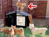 子育てを妻犬に丸投げしてきた夫犬→子どもが成長した結果…納得せざるを得ない『末路』が51万再生「母強し…ｗ」「微笑ましい一家」と絶賛の声