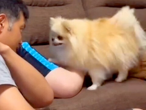 パパが『ママを叩くイタズラ』をしたら、見ていた犬が…暴力は絶対に許さない『まさかの対応』が1025万再生「平和w」「声出して笑った」