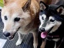 両目が見えない高齢の保護犬に『長年寄り添った犬』が亡くなってしまい…1年後→涙が止まらない『素敵な物語』が13万再生「なんだか泣けた」