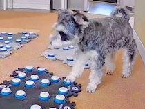 一緒に遊んでいた猫が寝室に隠れてしまったら、犬が…会話ボタンを使った『まさかの行動』が12万再生「トボトボしてるのも可愛い」「尊い」