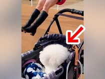 『ブランコに乗るお姉ちゃん』を初めて見た犬が…芸人顔負けの『100点満点のリアクション』に爆笑「すごい困惑してるｗ」「表情最高ｗ」と反響