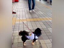 お兄ちゃん帰省のため『空港までお迎えにきた犬』→気付いた瞬間に…思わず泣ける『超熱烈歓迎』が17万再生「可愛くて涙」「なんて幸せなの」