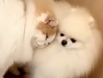 半日ペットサロンにいた犬→帰ると、心配していた同居猫が近づいてきて…種族の壁を超えた『愛を感じる光景』が18万再生「健気」「いい兄貴」