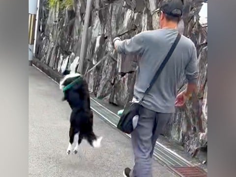 『大好きなおじさん』と一緒にお散歩した犬→歩いていたら、嬉しくなりすぎて…テンションMAXになった『想像を超える行動』に反響飛びすぎｗ」