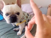 いたずらで『パパにでこぴんした』結果→隣にいた犬が勘違いをして…平和主義すぎる『まさかの解決方法』が25万再生「たまらんｗ」「可愛すぎ」