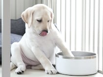 生後2ヶ月の子犬の前に『水飲みボウル』を置いてみた結果…『赤ちゃん過ぎる仕草』に1万いいね「たまらん…」「可愛すぎて寿命延びた」と悶絶