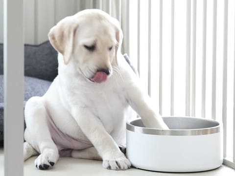 生後2ヶ月の子犬の前に『水飲みボウル』を置いてみた結果…『赤ちゃん過ぎる仕草』に1万いいね「たまらん…」「可愛すぎて寿命延びた」と悶絶