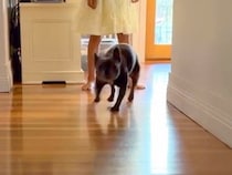 海外で暮らす男性→家族が亡くなり、緊急帰国のため『友人に犬を１週間預けた』結果…思わず涙する『再会の瞬間』が15万再生「愛が溢れてる…」