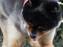 丸太に乗る小型犬を撮影した結果→想定以上に『既視感のある光景』が3万いいね「子グマじゃないの…？」「鮭忘れてきてますね」驚きと絶賛の声