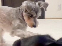 同居猫のことが大好きな犬→前足で体を触った後に…思いもよらない『まさかの行動』が31万再生「目バッキバキで草」「面白すぎるｗｗ」と爆笑