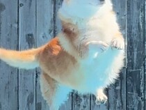 『何の生き物か分からない』プールに飛び込む犬を撮影した結果→衝撃の光景に2万いいね集まる「トトロかな？」「ポケモンかと思ったｗ」と反響