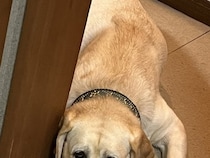 『猫のいる部屋に入っちゃダメ』と大型犬に言い聞かせた結果→ドアの前で…分かりやすすぎる『表情』が605万表示「たまらんｗ」「愛くるしい」