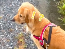 散歩中『仕事で居ないはずのパパの声』が聞こえた結果→大型犬が…気付いた瞬間の『素敵すぎる反応』が5万再生「喜び方が可愛い」「お利口さん」