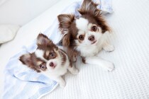 子犬が成長すると『毛色が変わる』理由3つ　病気の可能性や変化しやすい犬種も解説