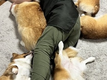 床で寝転がっていたら、5匹のコーギー犬が近づいて…まるで『夢のような光景』に5万いいね「合体ロボ？ｗ」「5斤も落ちてる…羨ましい」と絶賛