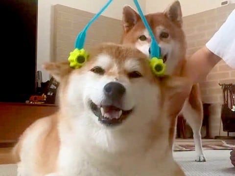 コロコロでマッサージされている幸せそうな犬→もう１匹が邪魔した結果…切なすぎる『まさかの表情』に爆笑「なんで？って顔で草」「笑った」