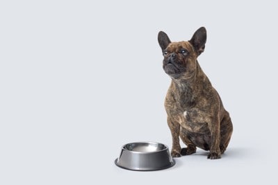 空のフードボウルを前にお座りして犬