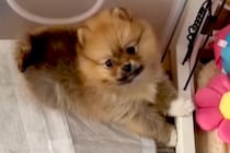 一目惚れした『セーブルカラーの赤ちゃん犬』を飼った結果→想像と違いすぎる『まさかの成長』が8万再生「元の色どこ行ったｗ」「キツネ？」