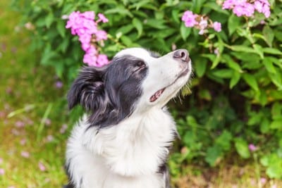 花のにおいを嗅ぐ犬