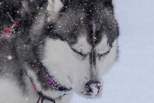 雪景色の中で『全集中』するハスキー犬→微動だにしない『まさかの理由』に1万6000いいね集まる「ウンの呼吸」「雰囲気出てるけどw」と爆笑