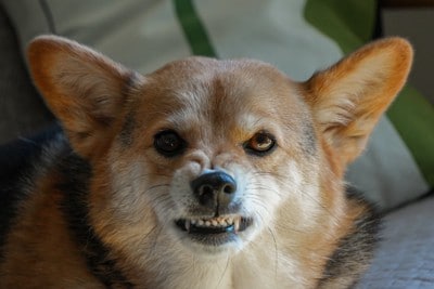 眉間に皺を寄せて怒る犬