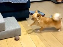 段差を上ろうとする犬→なぜかすぐに動かずに…？まさかの『念入りすぎるイメトレ』が面白すぎると86万再生「めちゃ慎重ｗ」「笑いすぎた」