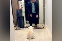 体が上手く動かず、目が見えない老犬と『1年ぶりの再会』を果たした結果…涙が止まらない『気付いた瞬間の行動』が64万再生「嬉しいの伝わる」