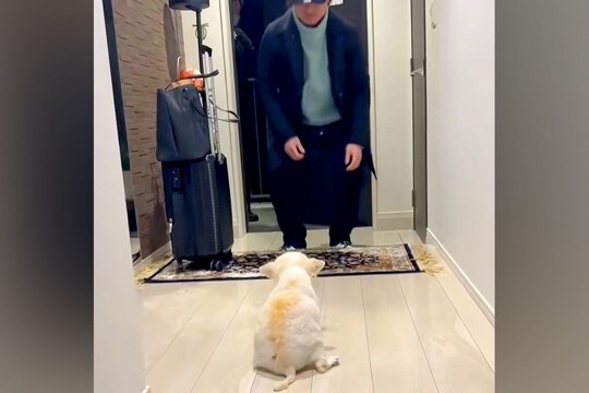 体が上手く動かず、目が見えない老犬と『1年ぶりの再会』を果たした結果…涙が止まらない『気付いた瞬間の行動』が64万再生「嬉しいの伝わる」