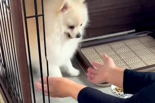 絶対におばあちゃんに抱っこされたくない犬→思った以上に『激しい攻防戦』に爆笑「全くめげないの最高ｗ」「めちゃ逃げてて草」と5万再生