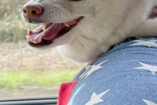 『お前のところの犬、もののけ姫に出てるやん』といつも言われるワンコ→そのまんま過ぎる『衝撃の表情』に8万いいね「セリフ聞こえる」「最高」