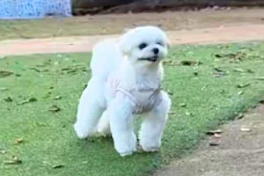 『ドッグランは撫でてもらえる場所』と勘違いしている犬→知らない人と目が合うと…愛くるしい行動が53万再生「ファンサww」「かわいい」