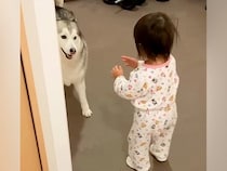 大きなシベリアンハスキーを怖がる1歳の女の子→それでも近づいて…尊すぎる『お互いの反応』が384万再生「ずっと見てられる」「優しい光景」