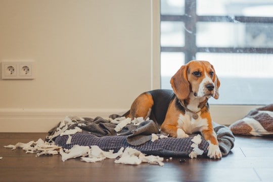 犬を飼った人が思う『苦労』5選 実は大変なワンコとの生活や負担を軽減する方法まで