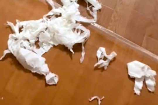 おしっこを失敗しちゃった犬→片付けようと一瞬離れた結果…まさかの『全く反省していない様子』が152万再生「無双モード入ってるw」と爆笑