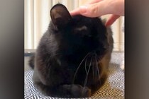 黒猫を撫でていたら、横で見ていた犬が…可愛すぎる『真似っ子をする光景』とちょっぴり切ない結末が話題「不器用な感じｗ」「仲良くしたいね」