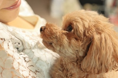 見つめ合う犬と飼い主